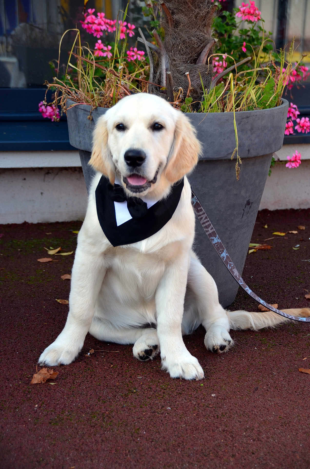 Aros participe au concours pour gagner de l'argent avec cette photo : golden_retriever, puppy, dog, bow_tie, bandana, flower_pot, pink_flowers, plants, outdoor, sitting, leash, happy, pet, canine, young_dog, ground, nature, close_up, portrait, daylight