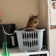 Chanel participe au concours pour gagner de l'argent avec cette photo : cat, tabby_cat, laundry_basket, washing_machine, kitchen, appliance, refrigerator, magnet, note, air_fryer, bottle, chair, indoor, pet, container, curious, feline, household, domestic, still_life