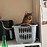cat, tabby_cat, laundry_basket, washing_machine, kitchen, appliance, refrigerator, magnet, note, air_fryer, bottle, chair, indoor, pet, container, curious, feline, household, domestic, still_life