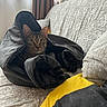 cat, tabby, jacket, couch, indoor, curious, pet, animal, fabric, window, cushion, furniture, cozy, domestic, resting, household, pattern, soft, wrapped, comfortable