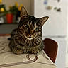Chanel participe au concours pour gagner de l'argent avec cette photo : tabby_cat, cat, green_eyes, table, tablecloth, indoor, kitchen, refrigerator, magnets, flowers, vase, blurred_background, furniture, domestic_animal, pet, resting, close_up, portrait, whiskers, ears