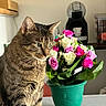 Chanel a rejoint le concours — aidez-le/la à gagner de superbes lots ! tabby_cat, cat, flower_bouquet, roses, green_pot, table, coffee_machine, kitchen, domestic_scene, indoor, pet, plant, flora, tablecloth, feline, household, closeup, animal, cute, decor