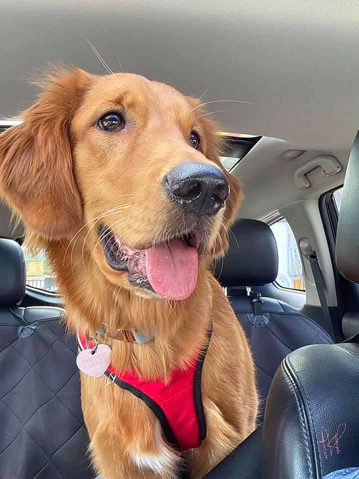 Sweetie Pie joined the competition — help win amazing prizes! automotive_mirror, car_seat, carnivore, collar, companion_dog, dog, dog_breed, dog_collar, family_car, fawn, fur, gun_dog, head_restraint, liver, retriever, snout, sporting_group, vehicle_door, whiskers, windshield