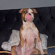 Reggie is registered to the contest to win money with this photo: dog, bed, pillow, headboard, indoor, pet, brown_and_white, sitting, canine, animal, flash, fur, ears, nostrils, paw, blanket, resting, domestic_animal, comfort, furniture