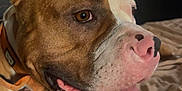 Reggie joined the competition — help win amazing prizes! dog, pet, indoor, bed, collar, tongue_out, close_up, brown_and_white, happy, canine, animal, domestic, furniture, hand, paw, resting, portrait, friendly, cute, companion