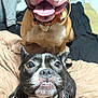Reggie is registered to the contest to win money with this photo: dog, pets, indoor, bed, blanket, smiling_dog, brown_dog, black_and_white_dog, collar, cute, animal, canine, happy, tongue_out, looking_up, furniture, relaxed, companion, household, domestic