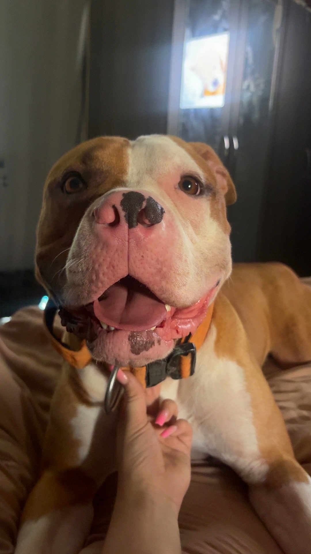 Reggie joined the competition — help win amazing prizes! dog, pet, smiling, close_up, collar, hand, indoor, bed, brown, white, animal, canine, happy, tongue, face, furniture, human_hand, nail_polish, domestic, cute