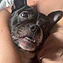 Luna is registered to the contest to win money with this photo: dog, pet, black_and_white, ears, teeth, close_up, couch, person, arm, comfort, indoor, relaxed, expression, snout, fur, animal, face, home, resting, cozy