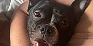 Luna is registered to the contest to win money with this photo: dog, black_dog, white_dog, pet, close_up, hug, person, arm, pillow, bed, indoor, cute, friendly, smiling, face, ears, teeth, animal, cozy, resting