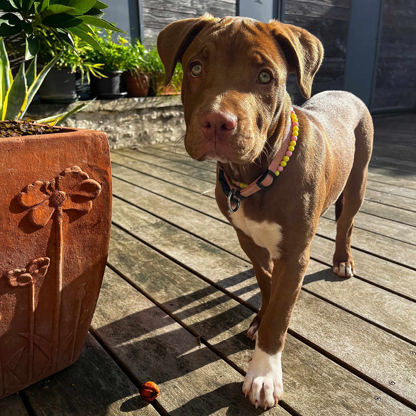 Appy a rejoint le concours — aidez-le/la à gagner de superbes lots ! animal, beads, brown_dog, closeup, collar, curious, dog, domestic_animal, garden, nature, outdoor, pet, plant, playful, puppy, shadow, sunlight, terracotta_pot, wooden_deck, young_dog