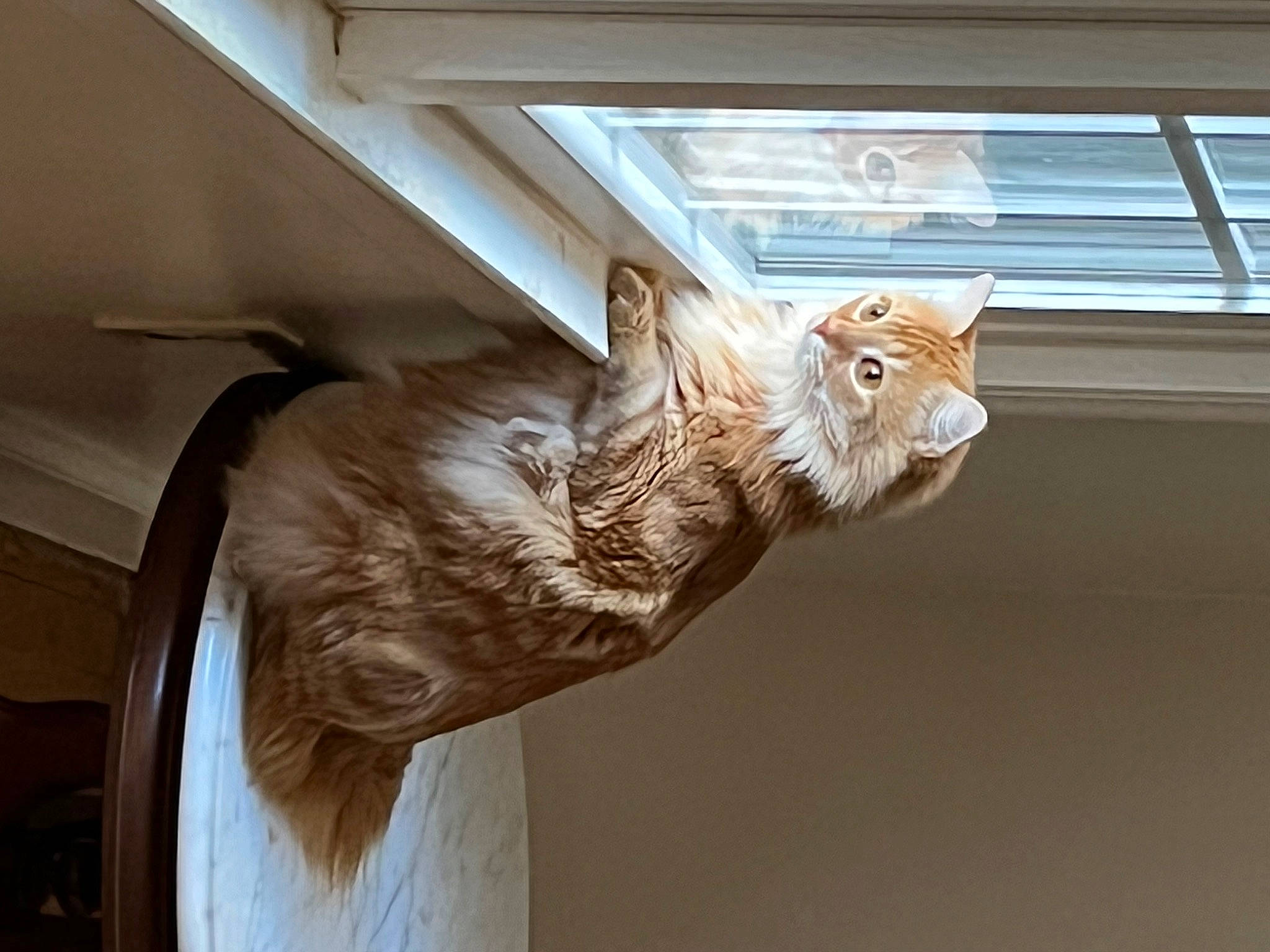 Marley joined the competition — help win amazing prizes! art, carnivore, cat, ceiling, daylighting, fawn, feather, felidae, fur, hardwood, mammal, pet_supply, sculpture, small_to_medium_sized_cats, snout, tail, whiskers, window, wing, wood