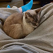 Rocky is registered to the contest to win money with this photo: blue_socks, cat, cat_face, close_up, couch, cozy, domestic_cat, fur, furniture, gray_clothing, home, human_leg, indoor, lap, pet, relaxing, resting, sleeping_cat, socks, sweatpants