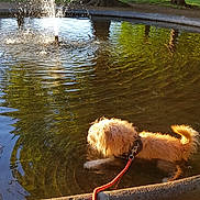 Solo participe au concours pour gagner de l'argent avec cette photo : dog, water, fountain, leash, park, tree, grass, sunlight, outdoor, pond, reflection, nature, pet, animal, daytime, playful, brown_dog, small_dog, leash_clasp, trunk