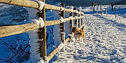 Solo a rejoint le concours — aidez-le/la à gagner de superbes lots ! animal, cold, daylight, dog, fence, frozen, hill, landscape, nature, outdoor, path, people, rural, scenic, sky, snow, sunlight, walking, winter, wood
