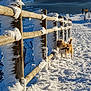 dog, snow, fence, winter, outdoor, path, landscape, nature, sunlight, wood, animal, walking, scenic, cold, daylight, people, rural, sky, hill, frozen