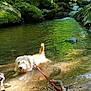 dog, water, stream, forest, rocks, moss, leash, nature, sunlight, outdoor, animal, pet, river, shallow_water, canine, daylight, greenery, wet, fur, relaxing