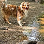 dog, canine, outdoor, riverbank, water, rocks, fur, pet, happy, nature, animal, brown, white, standing, daylight, playful, muzzle, ears, tail, landscape