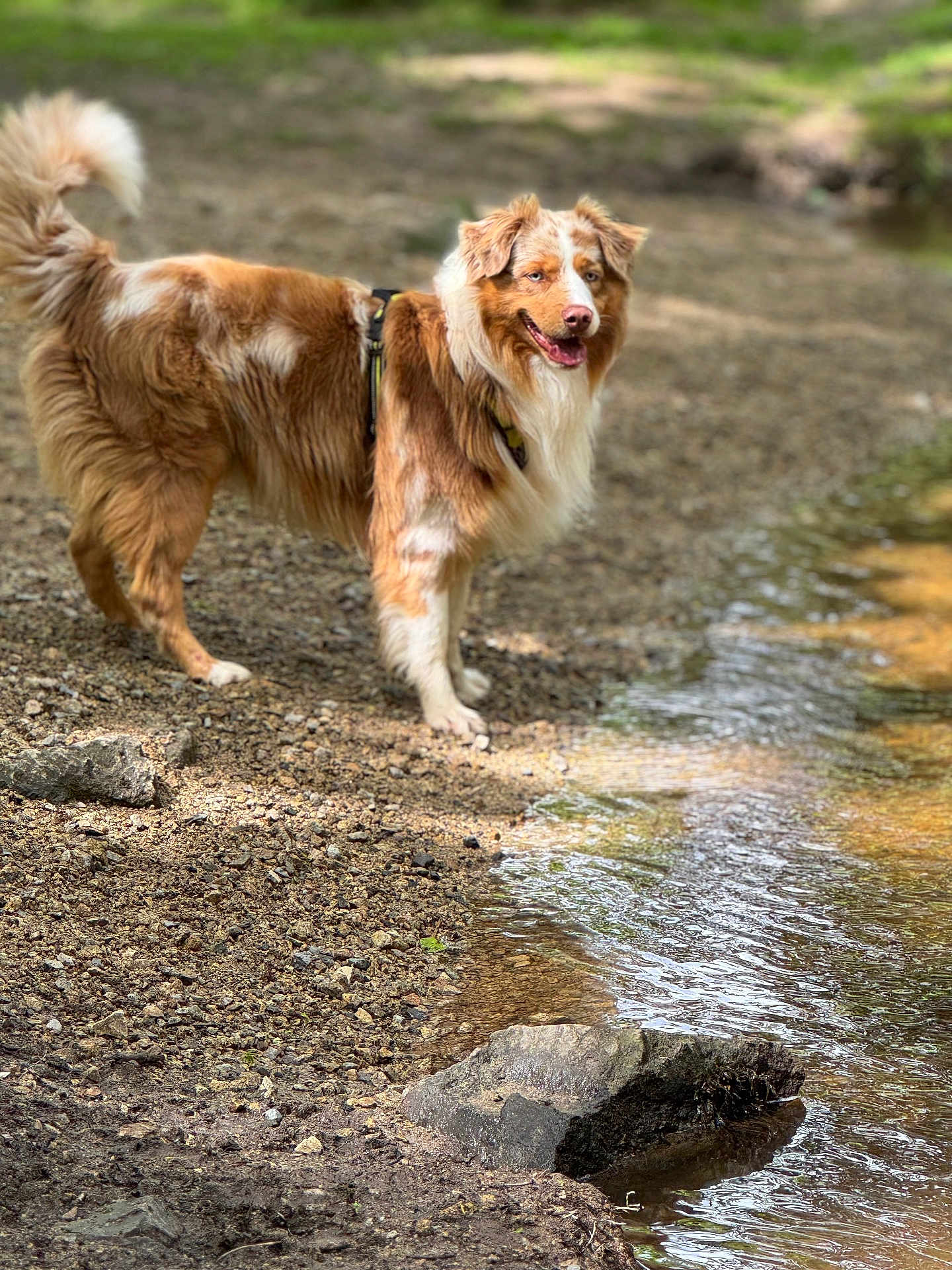 Ucky a rejoint le concours — aidez-le/la à gagner de superbes lots ! dog, canine, outdoor, riverbank, water, rocks, fur, pet, happy, nature, animal, brown, white, standing, daylight, playful, muzzle, ears, tail, landscape
