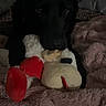 Bear joined the competition — help win amazing prizes! animal, bed, bedroom, black_dog, blanket, brown_blanket, close_up, cozy, cuddling, dark, dog, fluffy, home, indoor, lying_down, pet, plush_toy, portrait, stuffed_animal, toy