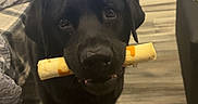 Bear is registered to the contest to win money with this photo: bed, black_dog, black_fur, brown_eyes, canine, chew_toy, dog, floppy_ears, front_view, furniture, holding_toy, home, indoors, living_room, pet, playful, portrait, standing, toy, wood_floor
