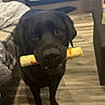 Bear is registered to the contest to win money with this photo: dog, black_dog, pet, canine, chew_toy, toy, holding_toy, indoors, living_room, wood_floor, bed, furniture, portrait, front_view, standing, floppy_ears, brown_eyes, black_fur, home, playful
