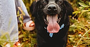 Bear joined the competition — help win amazing prizes! dog, black_dog, pet, animal, tongue, panting, happy, smiling, outdoors, grass, garden, nature, leash, collar, portrait, close_up, standing, person, summer, greenery