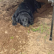 Bear is registered to the contest to win money with this photo: animal, black_dog, black_fur, canine, dirt, dog, excavation, face, floppy_ears, funny_pose, garden, grass, lying_down, nose, outdoors, paws, pet, soil, vehicle, wooden_trailer