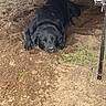 black_dog, dog, animal, pet, lying_down, dirt, soil, garden, outdoors, wooden_trailer, vehicle, excavation, grass, black_fur, floppy_ears, canine, face, nose, paws, funny_pose