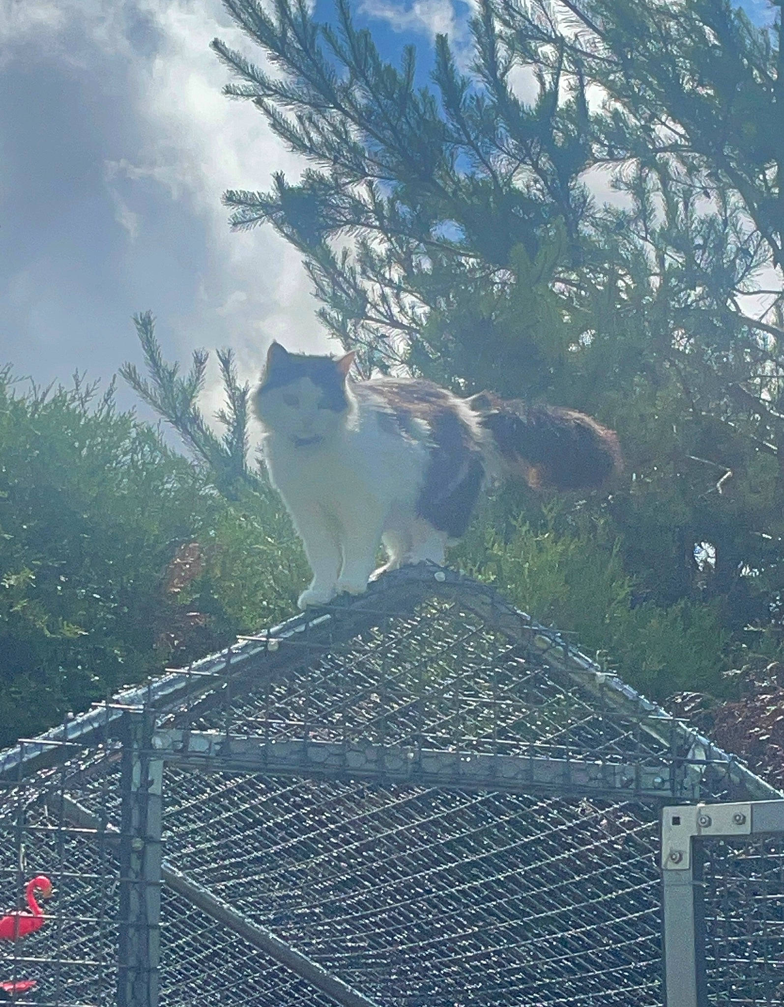 Titine participe au concours pour gagner de l'argent avec cette photo : carnivore, cat, chain_link_fencing, cloud, cumulus, felidae, fence, grass, home_fencing, mesh, metal, road_surface, roof, sky, slope, small_to_medium_sized_cats, tail, tree, wire_fencing, wood