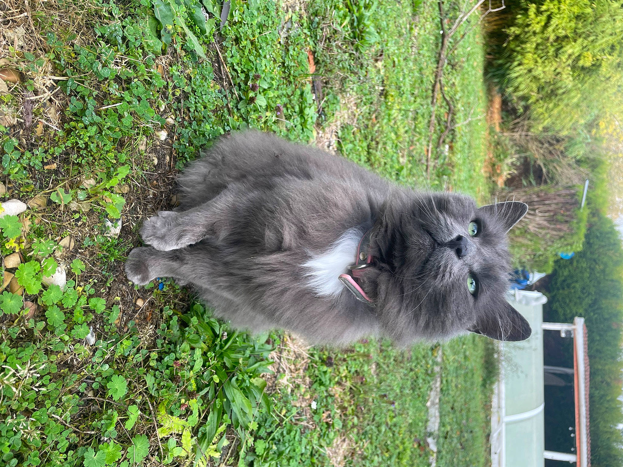 Petit Gris a rejoint le concours — aidez-le/la à gagner de superbes lots ! british_longhair, canidae, carnivore, cat, collar, dog_breed, domestic_short_haired_cat, felidae, fur, grass, groundcover, plant, small_to_medium_sized_cats, tail, terrestrial_animal, tree, water, whiskers, working_animal