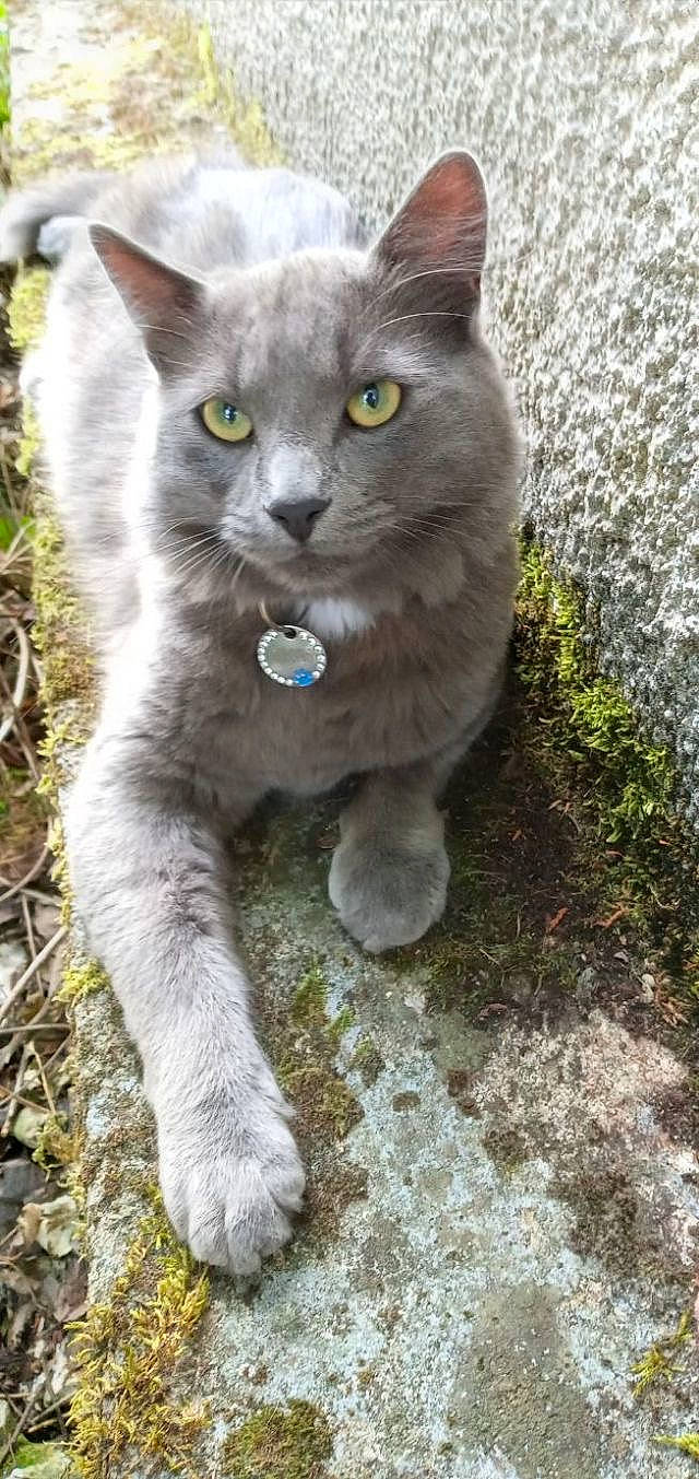 Petit Gris a rejoint le concours — aidez-le/la à gagner de superbes lots ! carnivore, cat, domestic_short_haired_cat, felidae, fur, grass, groundcover, plant, russian_blue, small_to_medium_sized_cats, tail, terrestrial_animal, whiskers, window