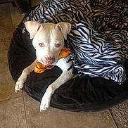 Dolly joined the competition — help win amazing prizes! animal, blanket, bone_toy, brown_eyes, chewing, comfort, cozy, dog, dog_bed, ears, floor, indoor, paw, pet, relaxing, snout, tile_floor, toy, white_dog, zebra_pattern