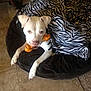 animal, blanket, bone_toy, brown_eyes, chewing, comfort, cozy, dog, dog_bed, ears, floor, indoor, paw, pet, relaxing, snout, tile_floor, toy, white_dog, zebra_pattern