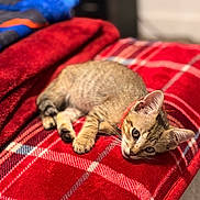 Milo is registered to the contest to win money with this photo: kitten, cat, tabby, pet, animal, feline, collar, red, blanket, plaid, cozy, indoor, cute, resting, soft, fur, relaxed, lying_down, curious, closeup
