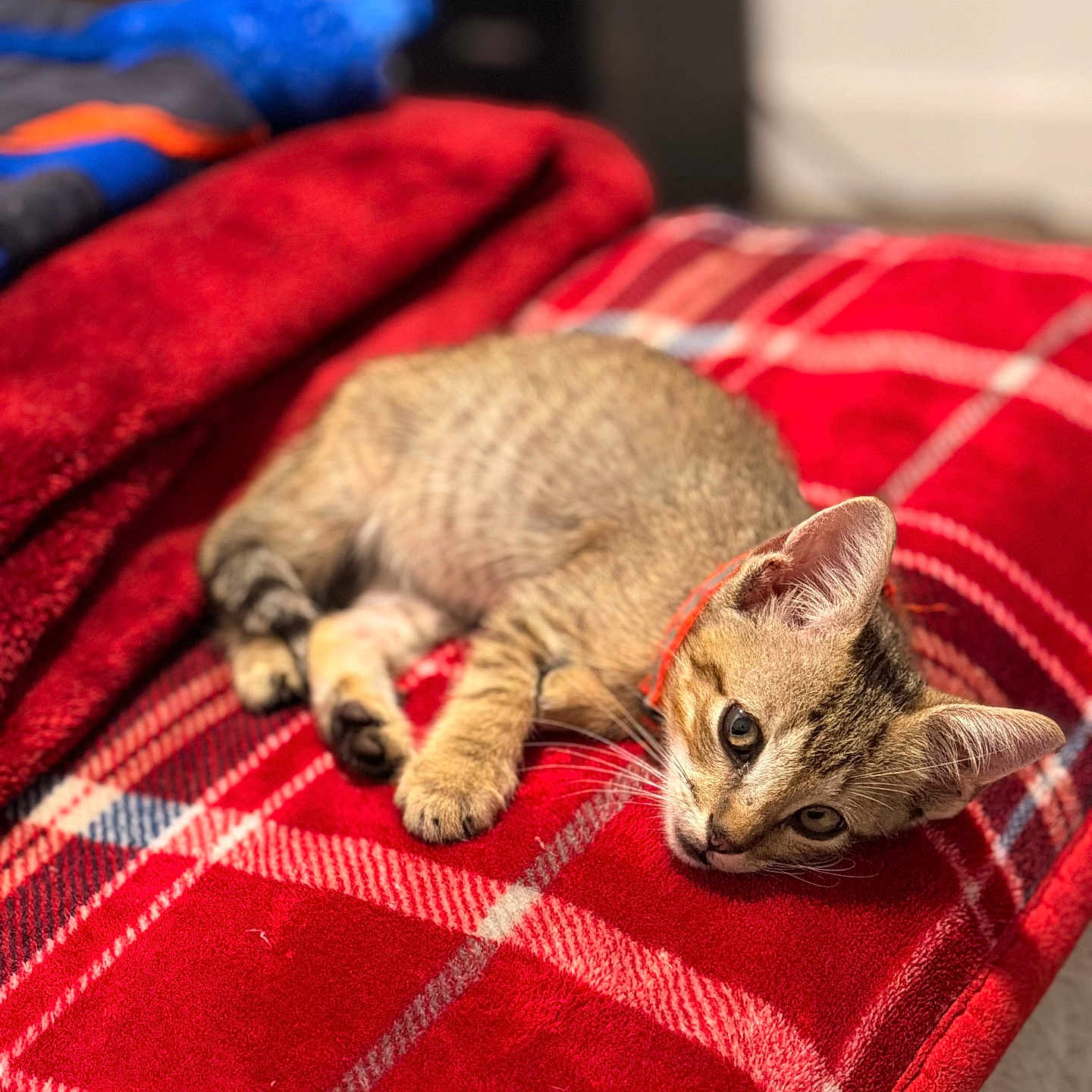 Milo