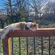 Sita is registered to the contest to win money with this photo: animal, backyard, bare_trees, calm, cat, daylight, fence, fluffy, grass, lounging, nature, outdoor, pet, relaxed, resting, sunlight, sunny, trees, winter, wooden_railing