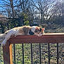 animal, backyard, bare_trees, calm, cat, daylight, fence, fluffy, grass, lounging, nature, outdoor, pet, relaxed, resting, sunlight, sunny, trees, winter, wooden_railing
