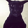 Larry Le Malicieux a rejoint le concours — aidez-le/la à gagner de superbes lots ! animal, black_cat, blur, cat, close_up, curious, cute, dark, ears, eyes, face, feline, fur, grainy, indoor, looking, mystery, pet, portrait, whiskers