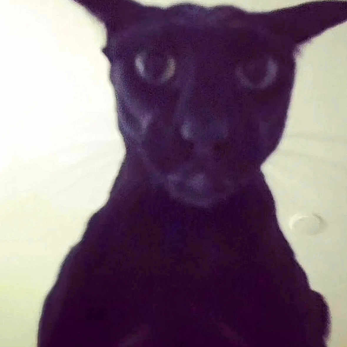 Larry Le Malicieux a rejoint le concours — aidez-le/la à gagner de superbes lots ! animal, black_cat, blurred, cat, close_up, curious, cute, domestic_animal, ears, eyes, face, feline, fur, head, indoor, looking, mammal, pet, portrait, whiskers