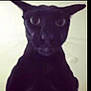 alone, animal, background, black_cat, blurry, cat, closeup, dark, ears, eyes, face, feline, indoor, looking, low_resolution, mystery, pet, portrait, shadow, whiskers