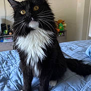 Handsome joined the competition — help win amazing prizes! animal, bed, black_and_white, cat, cozy, curious, cute, domestic_animal, feline, fluffy, fur, house, indoor, paws, pet, quilted_bedspread, sitting, string, whiskers, yellow_eyes