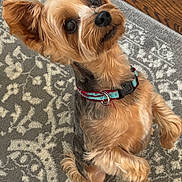 Charlie is registered to the contest to win money with this photo: dog, small_dog, yorkshire_terrier, pet, sitting, carpet, floor, wood_floor, collar, ears, fur, indoor, animal, cute, looking_up, brown_fur, black_nose, alert, domestic_animal, companion
