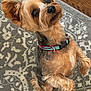 dog, small_dog, yorkshire_terrier, pet, sitting, carpet, floor, wood_floor, collar, ears, fur, indoor, animal, cute, looking_up, brown_fur, black_nose, alert, domestic_animal, companion