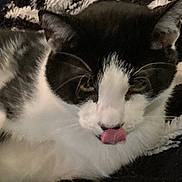 Cookie is registered to the contest to win money with this photo: cat, black_and_white, tongue_out, pet, feline, close_up, whiskers, paw, blanket, cozy, indoor, cute, playful, animal, fur, resting, domestic, mammal, face, relaxed