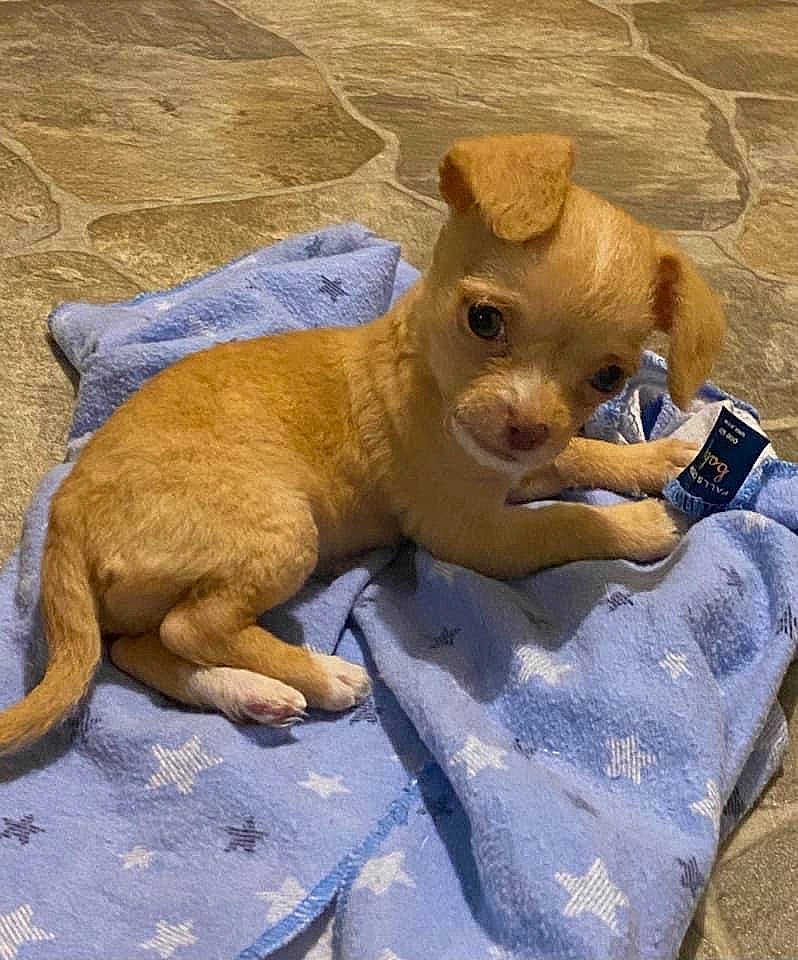 Cinnamon joined the competition — help win amazing prizes! ancient_dog_breeds, canidae, carnivore, clay, companion_dog, dog, dog_breed, fawn, fur, paw, rock, sand, snout, sporting_group, toy, toy_dog, whiskers, working_animal