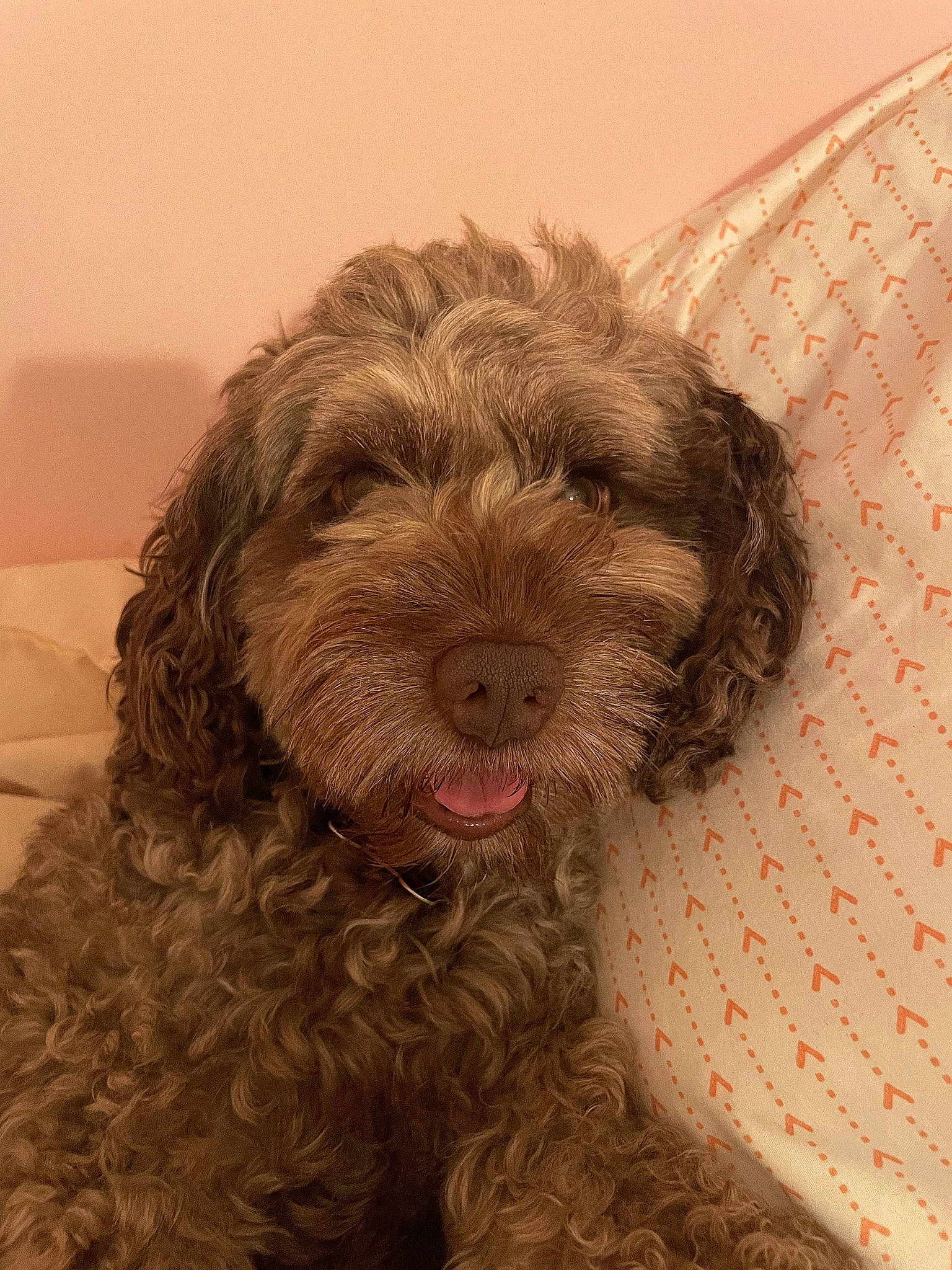 Cocoa is registered to the contest to win money with this photo: art, canidae, carnivore, companion_dog, dog, dog_breed, fur, liver, maltepoo, non_sporting_group, pattern, poodle, poodle_crossbreed, snout, sporting_group, terrestrial_animal, terrier, toy_dog, water_dog, working_animal