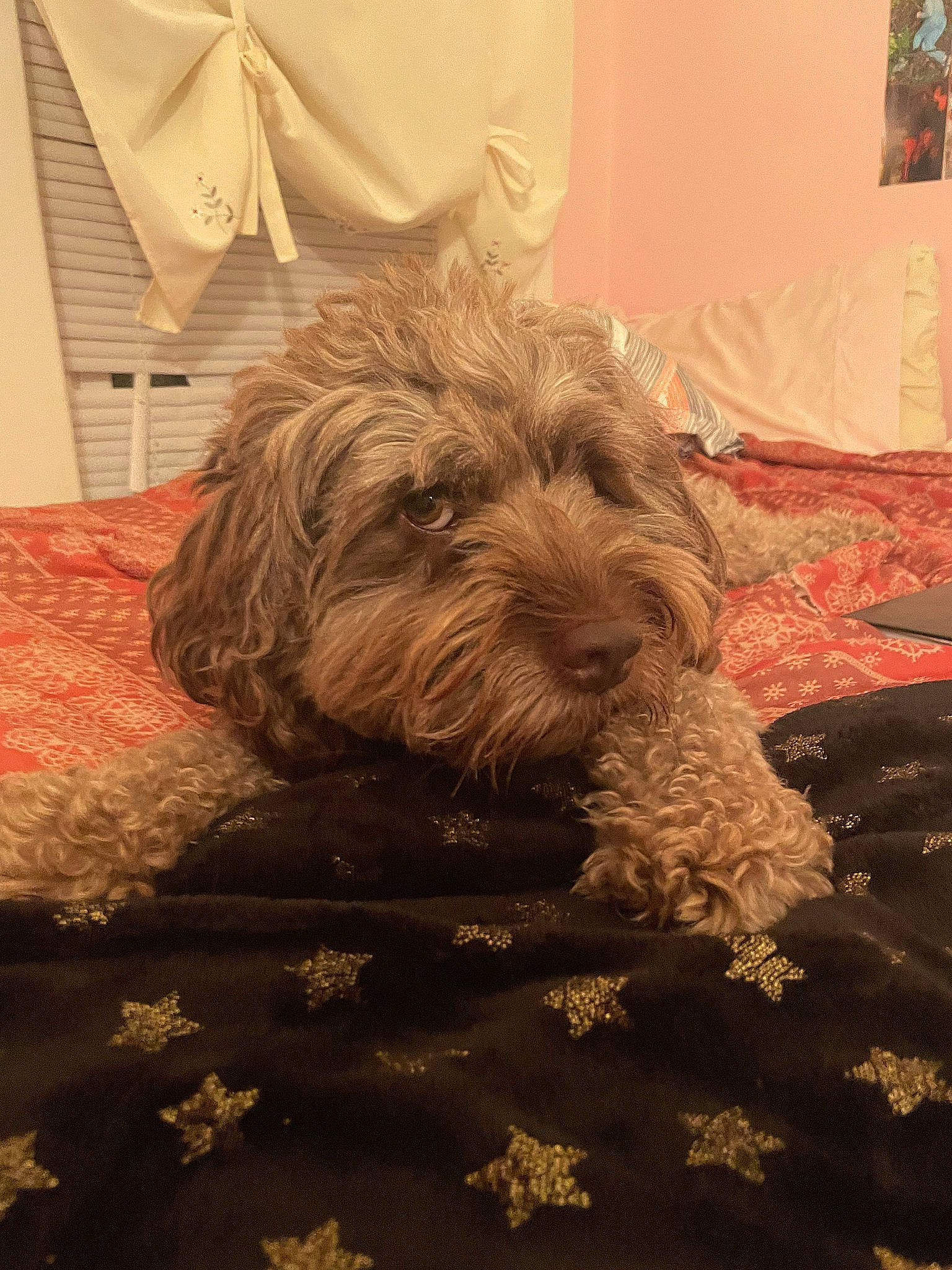 Cocoa joined the competition — help win amazing prizes! canidae, carnivore, comfort, companion_dog, dog, dog_breed, flooring, fur, hardwood, non_sporting_group, poodle_crossbreed, puppy, room, small_terrier, snout, sporting_group, terrier, toy_dog, working_terrier, yorkipoo