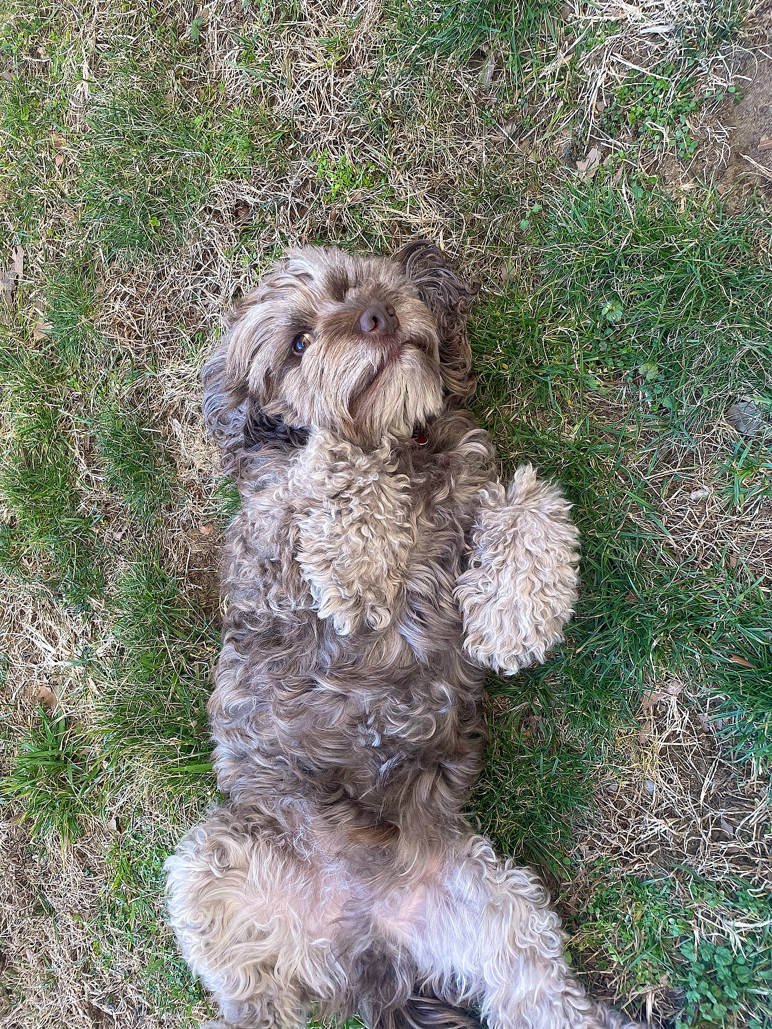 Cocoa is registered to the contest to win money with this photo: canidae, carnivore, companion_dog, dog, dog_breed, fur, grass, groundcover, liver, non_sporting_group, poodle_crossbreed, shih_poo, small_terrier, soil, sporting_group, terrestrial_animal, terrier, toy_dog, water_dog, working_animal