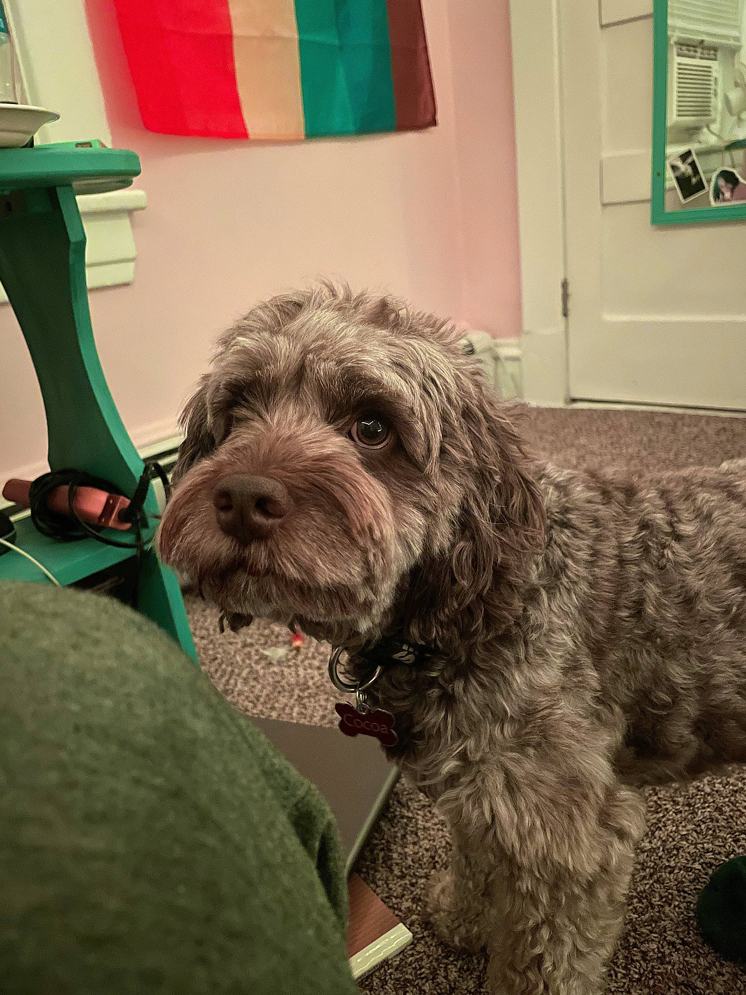 Cocoa joined the competition — help win amazing prizes! canidae, carnivore, chair, companion_dog, dog, dog_breed, door, flooring, fur, goldendoodle, green, mammal, picture_frame, small_terrier, snout, sporting_group, terrier, toy_dog, water_dog, working_animal