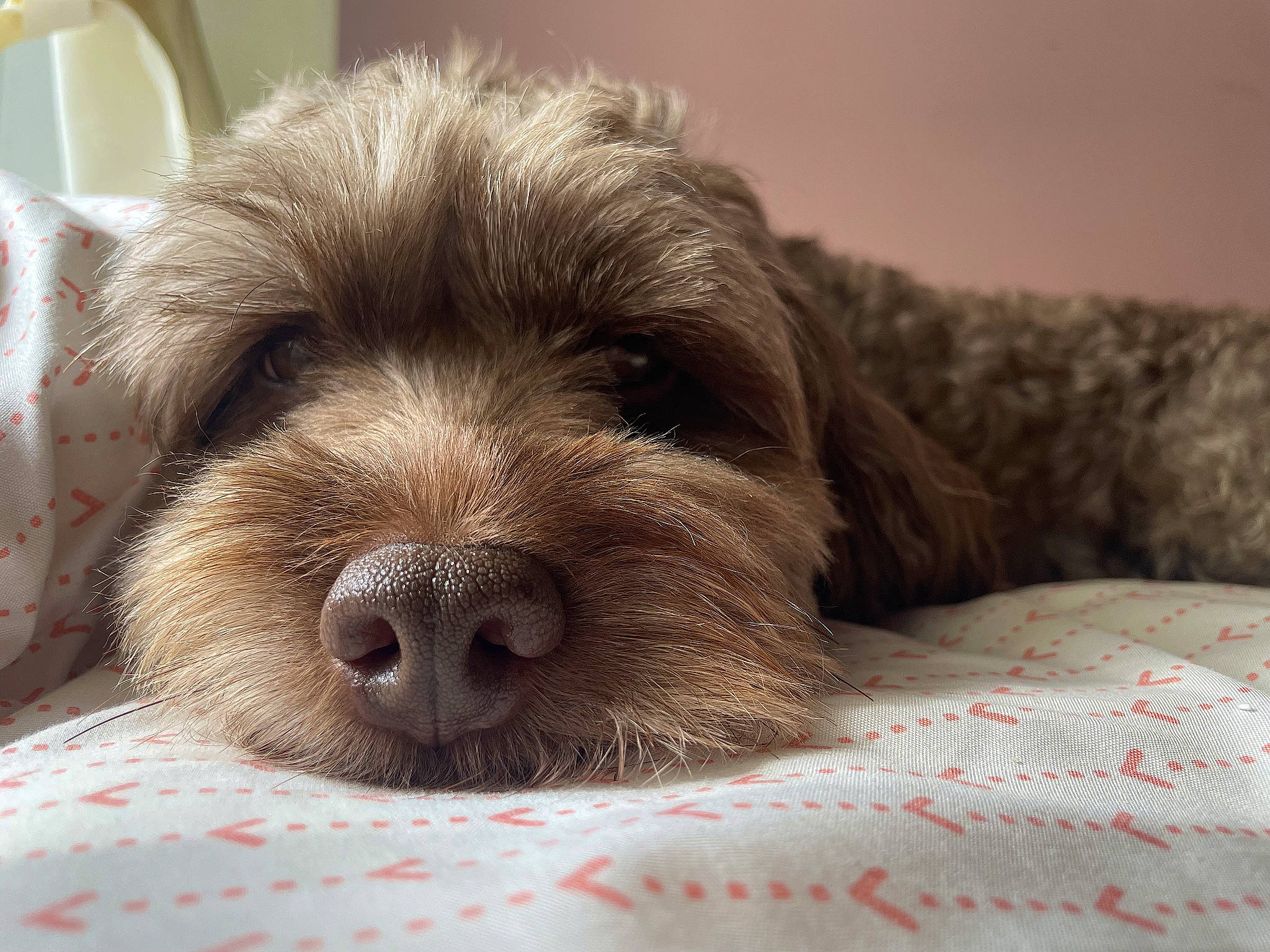 Cocoa is registered to the contest to win money with this photo: canidae, carnivore, comfort, companion_dog, dog, dog_breed, fawn, fur, linens, liver, non_sporting_group, paw, puppy, puppy_love, sporting_group, terrestrial_animal, terrier, toy_dog, whiskers, working_animal